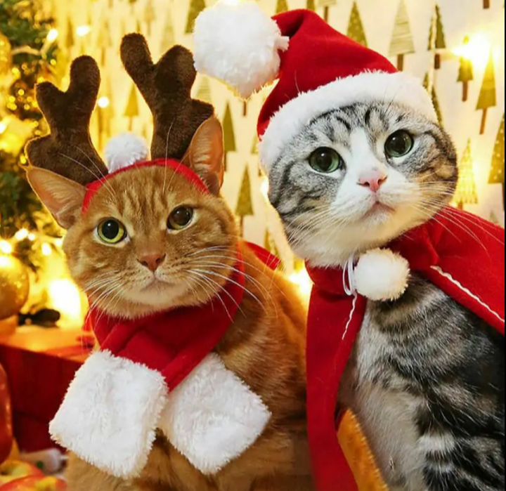 two cats wearing christmas hats and scarves next to a christmas tree