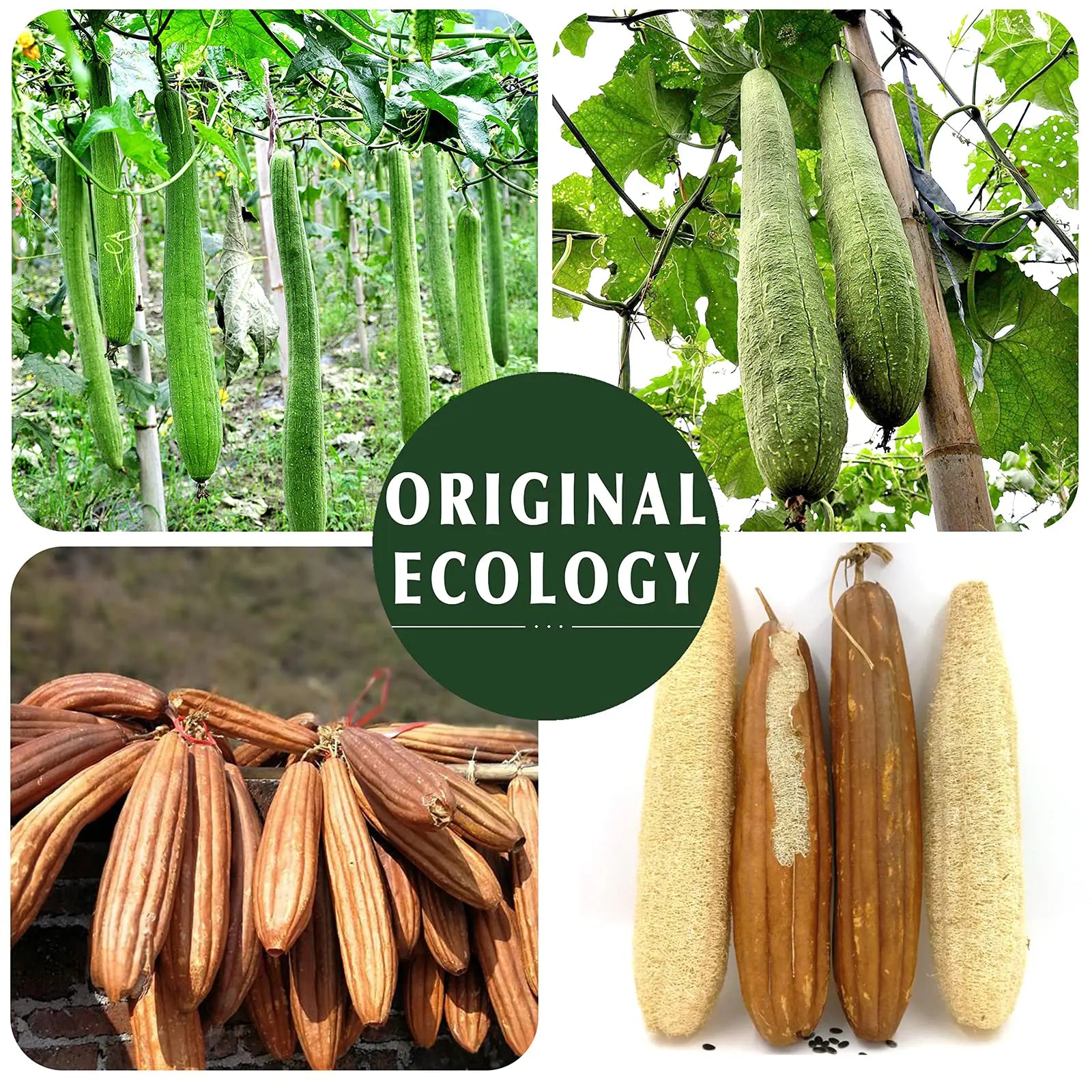 Collage showcasing natural loofah plants and their ecological growth, promoting the eco-friendly exfoliating sponge by Yiqingjie, sold by Blooming Violets.